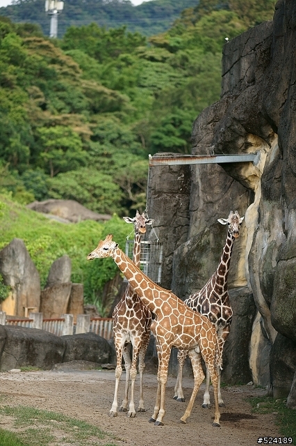 [攻略]台北動物園漫遊路線＆拍照心得