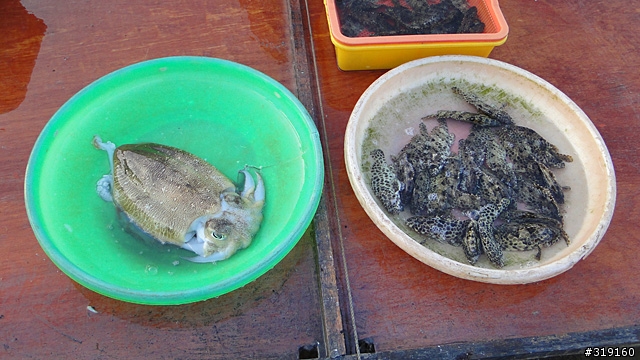 陽光、沙灘、海浪、仙人掌，走！讓我們到菊島去～