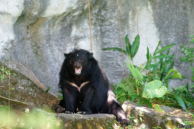 [攻略]台北動物園漫遊路線＆拍照心得