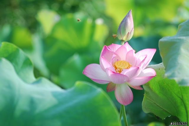 六月拍花