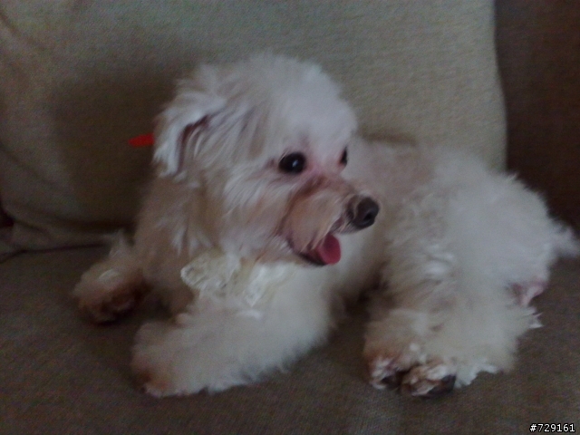 她...清純可人？！.............犬界的 模特兒 (圖多，慎入)