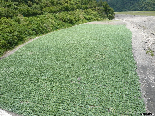 雙橫一豎兩日遊(加碼合歡山主峰)