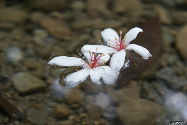 油桐花與洪爐地一日遊