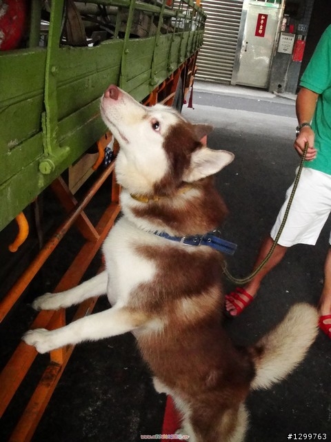 [失蹤] 哈士奇棕黃色 公狗