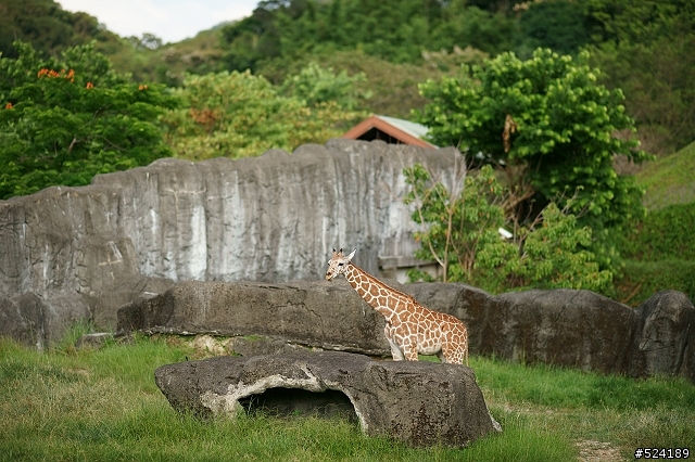 [攻略]台北動物園漫遊路線＆拍照心得