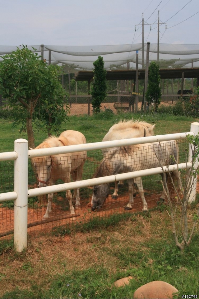 去天馬，騎小馬，看河馬～天馬牧場半日遊～