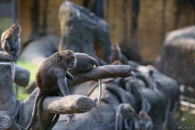 [攻略]台北動物園漫遊路線＆拍照心得