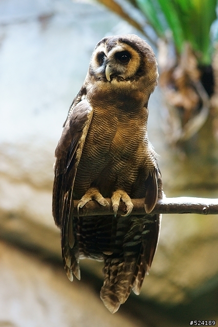 [攻略]台北動物園漫遊路線＆拍照心得