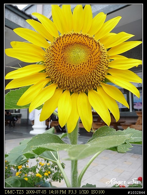 我的 Panasonic TZ5 就是喜歡拈花惹草