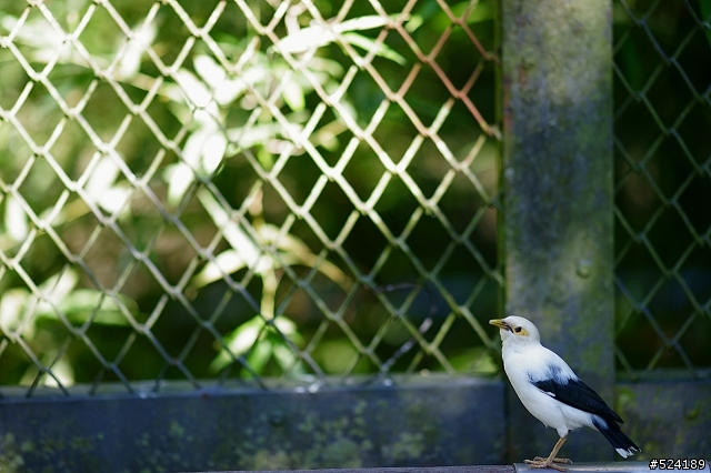 [攻略]台北動物園漫遊路線＆拍照心得