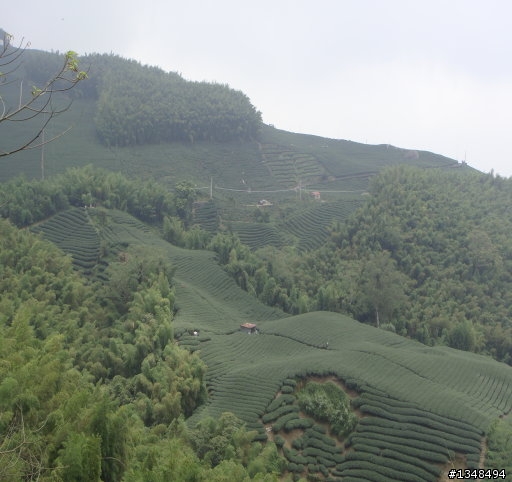 彰化至竹山(上山閱讀與八卦茶園)