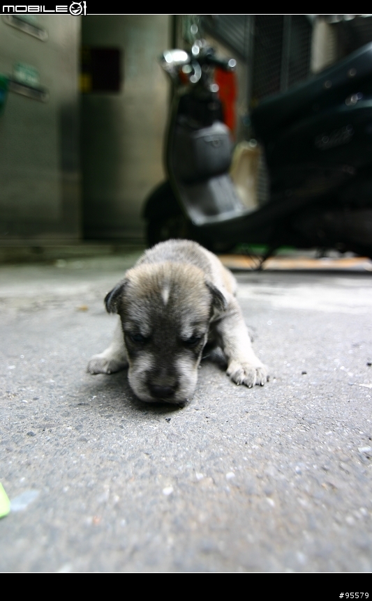 MIX版哈士奇幼犬認養~需要大家轉po幫忙~(沒人領養主人說要送收容所)