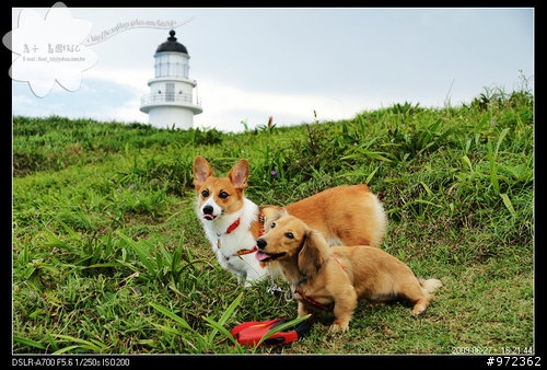 [柯基.臘腸] 台北貢寮--東北角「三貂角燈塔」