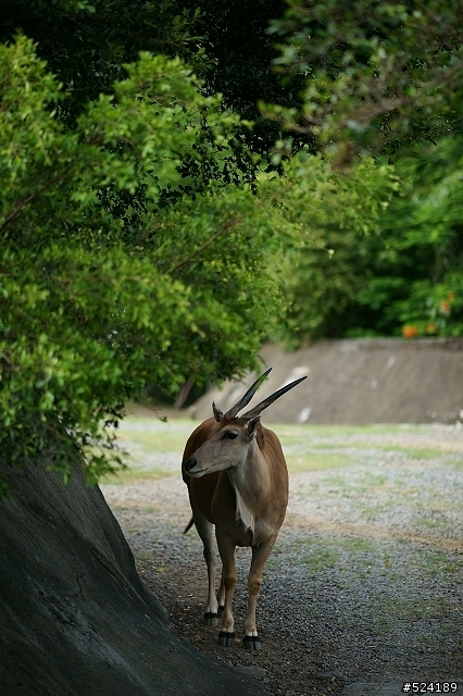 [攻略]台北動物園漫遊路線＆拍照心得