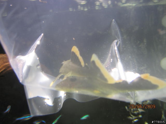 看看我的新魚吧