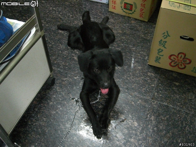 [拾獲]黑色公長毛獵犬(北縣永和市)