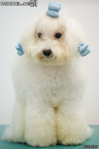 [洗澡開箱文]~流浪漢也能變王子~頹廢拾荒風小狗子JoJo