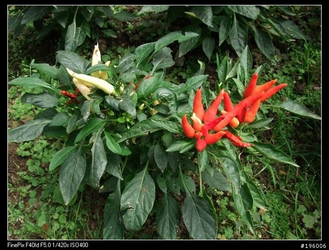 7/11.12杉林溪二日遊(圖片很多)