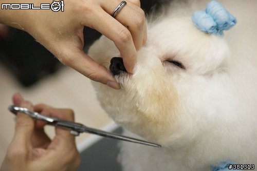 [洗澡開箱文]~流浪漢也能變王子~頹廢拾荒風小狗子JoJo