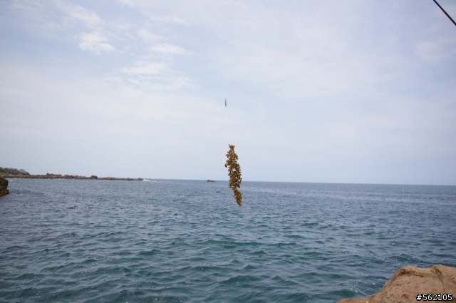 偷跑..偷跑...海釣......發呆