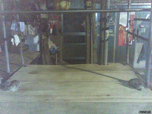 兩隻市場可愛的小野貓