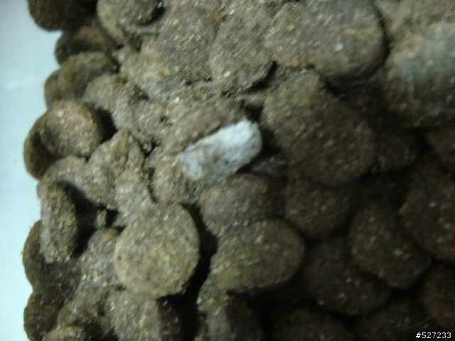 [發霉了] 有在寵物展買草本魔力黑森林的版友