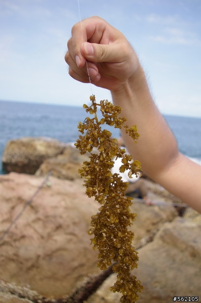 偷跑..偷跑...海釣......發呆