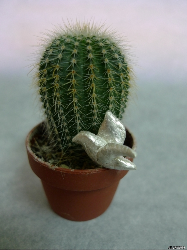 我的夢幻逸品~