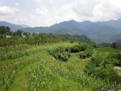 980707單刷東眼山