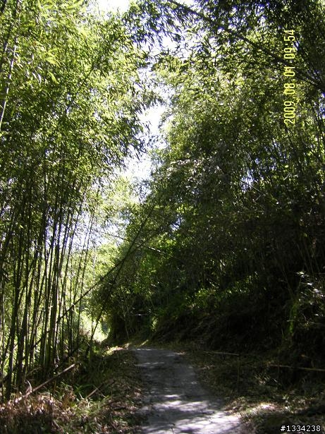 隱世獨立的桃花源~梅園竹村步道