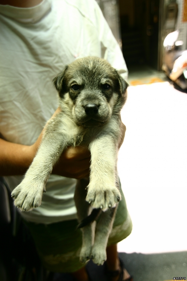 MIX版哈士奇幼犬認養~需要大家轉po幫忙~(沒人領養主人說要送收容所)