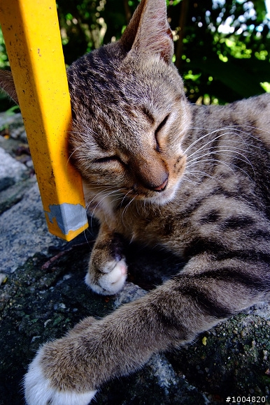 分享~ Fujifilm S5pro + Sigma 10-20mm f3.5 貓貓寫真照~