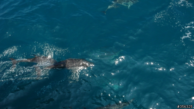 [遊記] 區間火車+單車+搭船的複合路線 烏石港賞鯨+草嶺隧道+東北角海岸一日遊