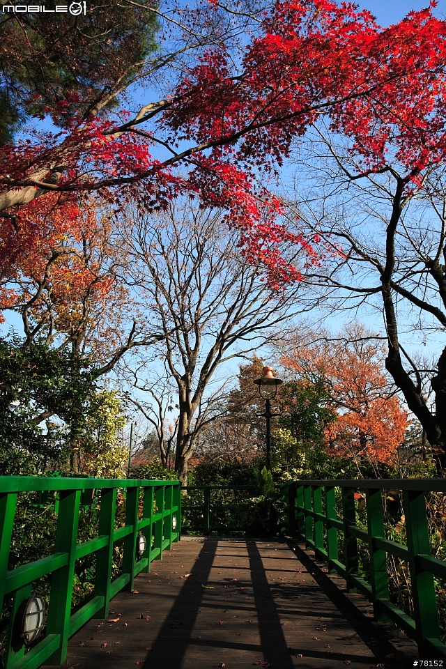 [分享]東京近郊,清心悠閒之旅--三鷹吉卜力美館+河口湖周遊