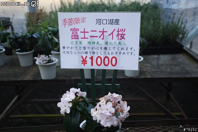 [分享]東京近郊,清心悠閒之旅--三鷹吉卜力美館+河口湖周遊