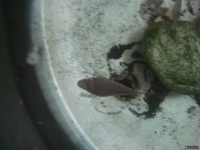 請問我的蓋斑怎會這樣? 魚鱗全往外翹?