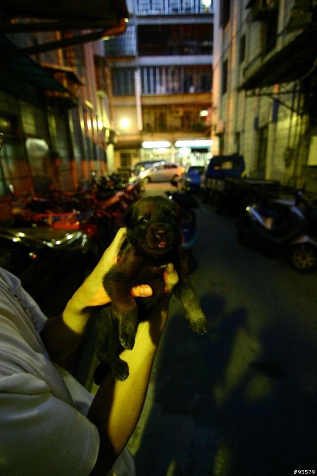 MIX版哈士奇幼犬認養~需要大家轉po幫忙~(沒人領養主人說要送收容所)