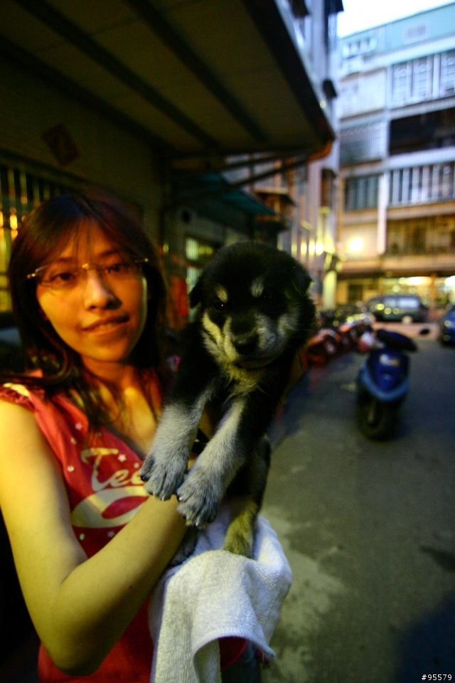 MIX版哈士奇幼犬認養~需要大家轉po幫忙~(沒人領養主人說要送收容所)
