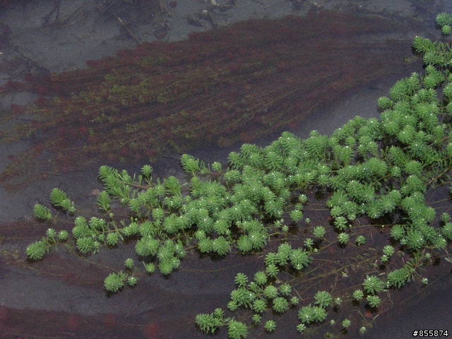 花東景點介紹之一~馬太鞍濕地