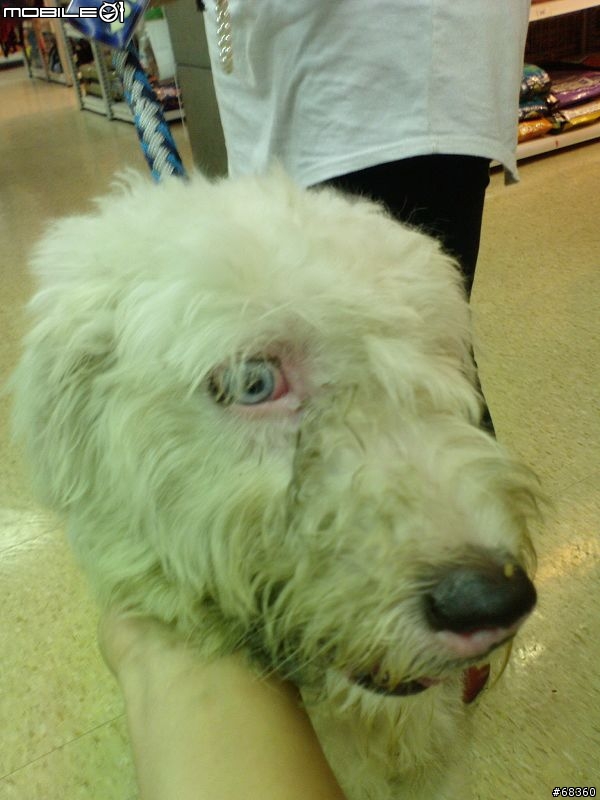 [新竹] 古代牧羊犬走失， 找主人!!