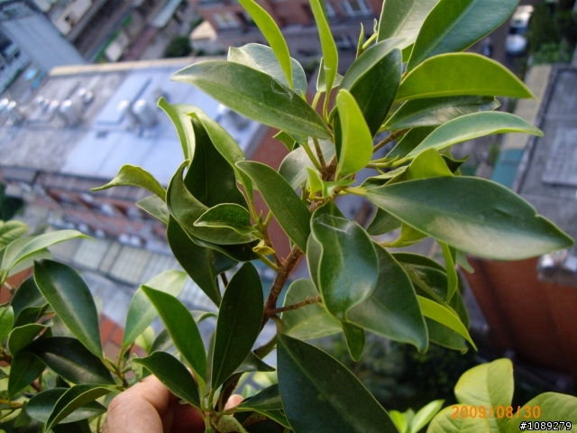 (請益)這是什麼果樹?