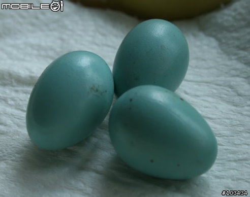不知名的鳥蛋