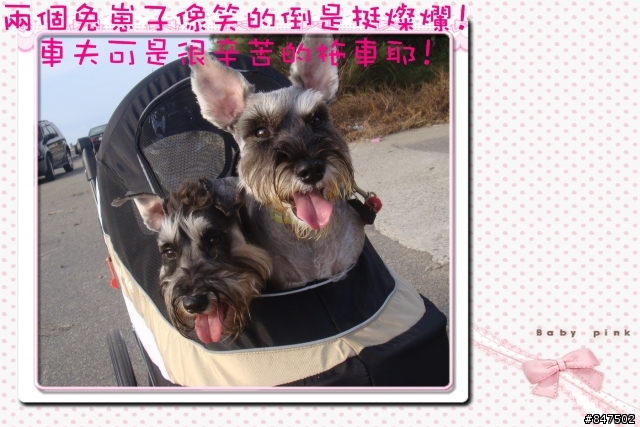 分享文<有沒有人再找腳踏車可以載狗狗的?>