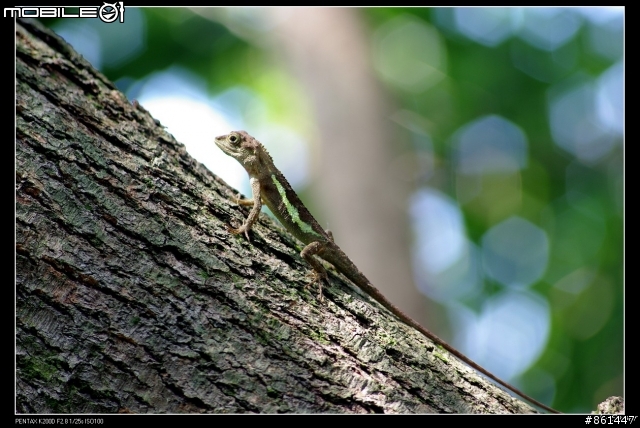 k200d+sears 135mm F2.8分享