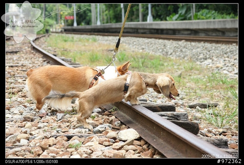 狗寶貝[柯基.臘腸] 南投魚池鄉--日月潭&集集車站