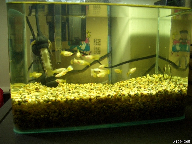 我的孔雀魚 相關問題  ((補圖了))