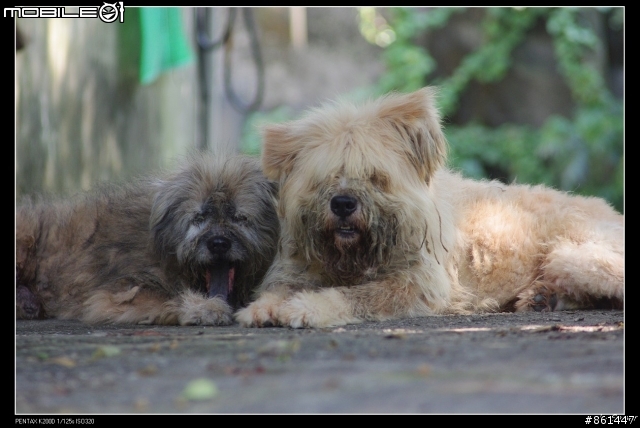 k200d+sears 135mm F2.8分享