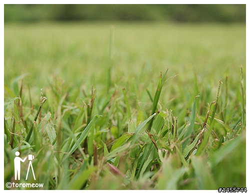 Sony α 心動之旅◆羅東運動公園