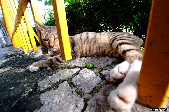 分享~ Fujifilm S5pro + Sigma 10-20mm f3.5 貓貓寫真照~
