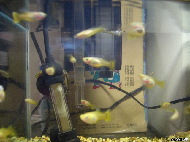 我的孔雀魚 相關問題  ((補圖了))
